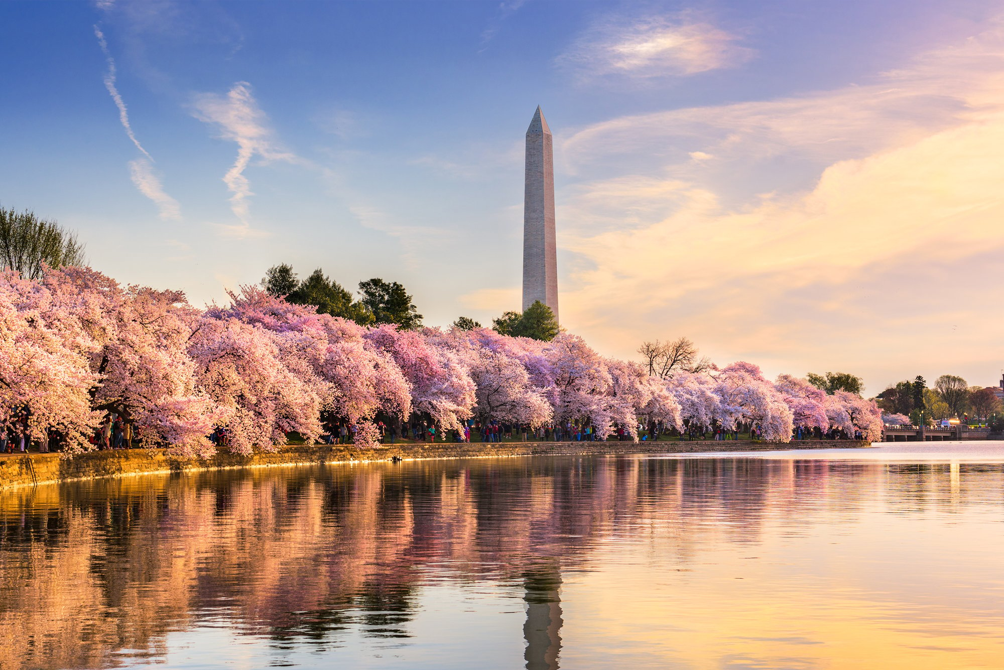 A FirstTimer's Guide to Visiting Washington, DC During Cherry Blossom